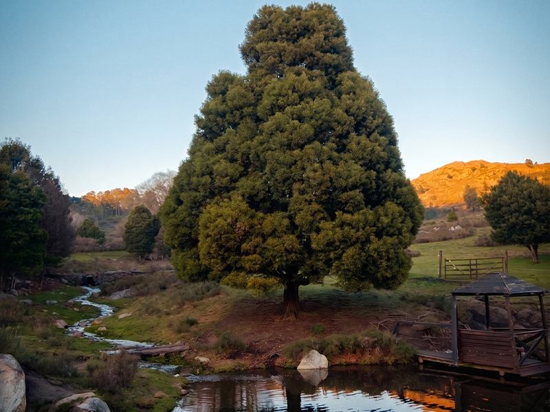 Arroyo y Cantera